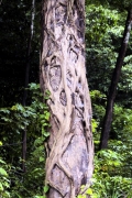 Würgefeige (Ficus)