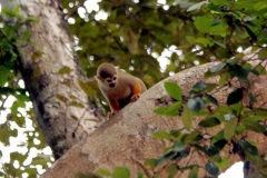 Totenkopfäffchen (Saimiri cassiquiarensis?)