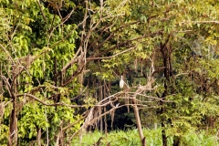 Schmuckreiher (Egretta thula)