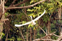 Schmuckreiher (Egretta thula)