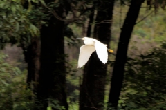 Schmuckreiher (Egretta thula)