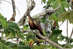 Hoatzin (Opisthocomus hoazin)