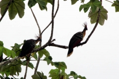 Hoatzin (Opisthocomus hoazin)