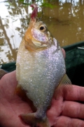 Natters Piranha (Pygocentrus nattereri)