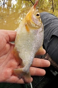 Natters Piranha (Pygocentrus nattereri)