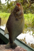 Schwarzer Piranha (Serrasalmus rhombeus)