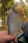 Natters Piranha (Pygocentrus nattereri)