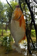 Natters Piranha (Pygocentrus nattereri)