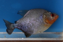 Schwarzer Piranha (Serrasalmus rhombeus)