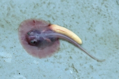 Potamotrygon cf. motoro "marbled" (Embryo)