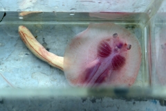 Potamotrygon cf. motoro "marbled" (Embryo)