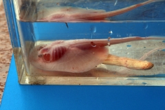 Potamotrygon cf. motoro "marbled" (Embryo)