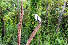 Cocoi-Reiher (Ardea cocoi)