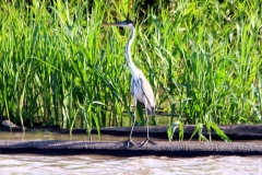 Cocoi-Reiher (Ardea cocoi)