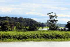 Rio Solimões - Ihla Flores