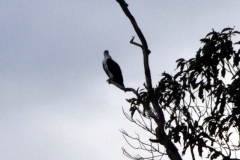 Fischadler (Pandion haliaetus)