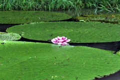 Seerose (nicht Victoria amazonica)