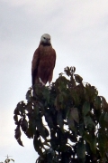 Fischbussard (Busarellus nigricollis)