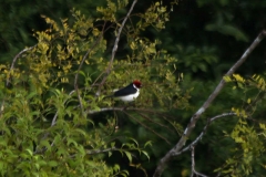 Mantelkardinal (Paroaria capitata)