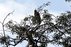 Savannenbussard (Buteogallus meridionalis)