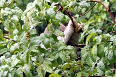 Dreifinger-Faultier (Bradypus variegatus)