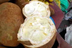 Großblütiger Kakao / Cupuaçu (Theobroma grandiflorum)