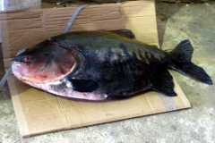 Schwarzer Pacu / Tambaqui (Colossoma macropomum)