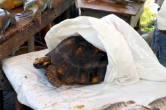 Waldschildkröte (Chelonoidis denticulata)