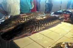 Tiger-Spatelwels (Pseudoplatystoma tigrinum)