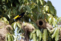 Gelbrückenstirnvogel (Cacicus cela)