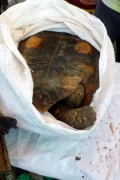 Waldschildkröte (Chelonoidis denticulata) noch auf dem Markt in Coari