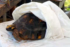 Waldschildkröte (Chelonoidis denticulata) noch auf dem Markt in Coari