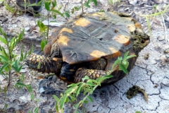 Waldschildkröte (Chelonoidis denticulata)