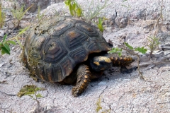 Waldschildkröte (Chelonoidis denticulata)