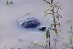 Waldschildkröte (Chelonoidis denticulata) noch ein Bad