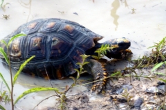 Waldschildkröte (Chelonoidis denticulata)