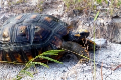 Waldschildkröte (Chelonoidis denticulata) auf den Weg in die Freiheit