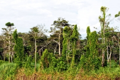 Am Rio Solimões