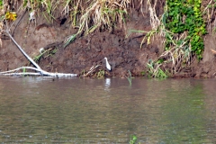 Am Rio Solimões