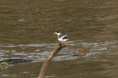 Großschnabel-Seeschwalbe (Phaetusa simplex)