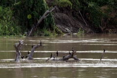 Olivenscharbe (Phalacrocorax brasilianus)