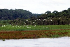 Am Rio Solimões