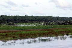 Am Rio Solimões