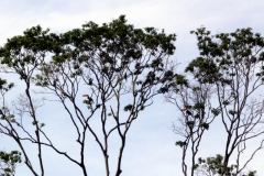 Riesentukan (Ramphastos toco)