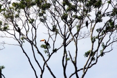 Riesentukan (Ramphastos toco)