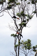 Riesentukan (Ramphastos toco)