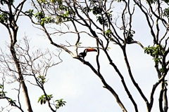 Riesentukan (Ramphastos toco)