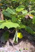 Kartoffelstrauch (Solanum leptostemonum)