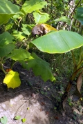 Kartoffelstrauch (Solanum leptostemonum)