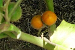 Kartoffelstrauch (Solanum leptostemonum)